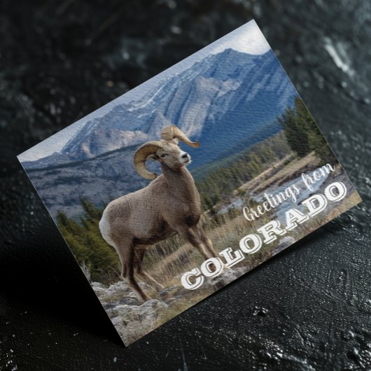 Grüße von Colorado Bighorn Schafen Postkarte