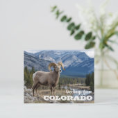 Grüße von Colorado Bighorn Schafen Postkarte (Stehend Vorderseite)