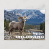 Grüße von Colorado Bighorn Schafen Postkarte (Vorderseite)