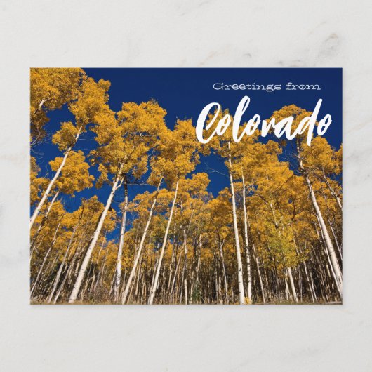 Grüße von Colorado Postcard Aspen Trees Postkarte (Vorderseite)
