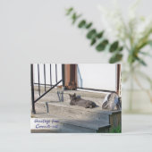 Grüße von Connecticut Cat (Connecti-cat) Postkarte (Stehend Vorderseite)