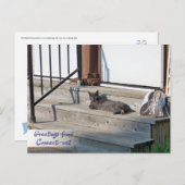 Grüße von Connecticut Cat (Connecti-cat) Postkarte (Vorne/Hinten)