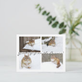 Grüße von den Poconos! Snowy Chipmunk Collage Postkarte (Stehend Vorderseite)
