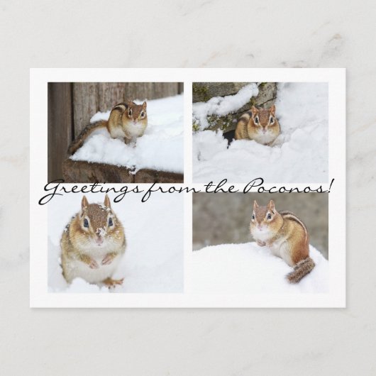 Grüße von den Poconos! Snowy Chipmunk Collage Postkarte (Vorderseite)