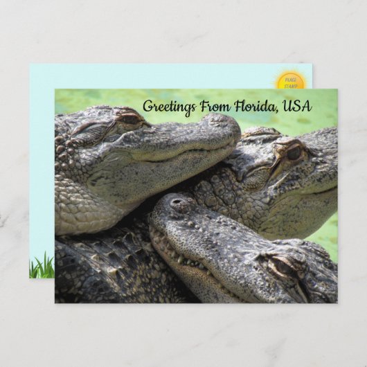 Grüße von Florida Alligator Postkarte (Vorne/Hinten)