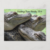 Grüße von Florida Alligator Postkarte (Vorderseite)