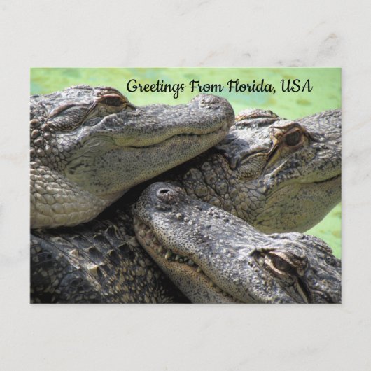 Grüße von Florida Alligator Postkarte (Vorderseite)