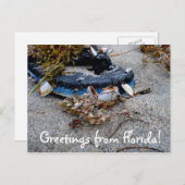 Grüße von Florida Postcard Postkarte (Vorne/Hinten)