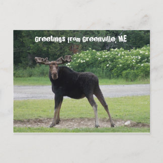 Grüße von Greenville 1 Postkarte