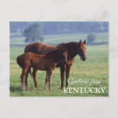 Grüße von Kentucky Postkarte (Vorderseite)