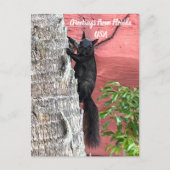 Grüße von ... Schwarzes Eichhörnchen Postkarte (Vorderseite)