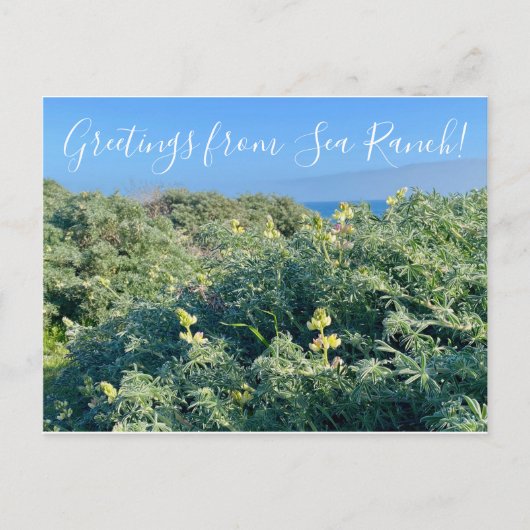 Grüße von Sea Ranch! Postkarte (Vorderseite)