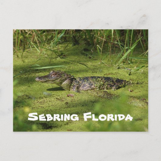 Grüße von Sebring Florida Postkarte (Vorderseite)