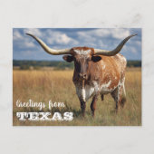 Grüße von Texas Longhorn Bull Postkarte (Vorderseite)