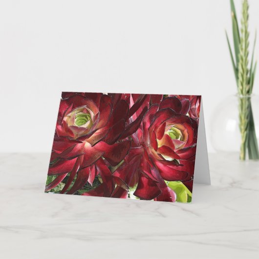 Grußkarte Aeonium Karte (Vorderseite)