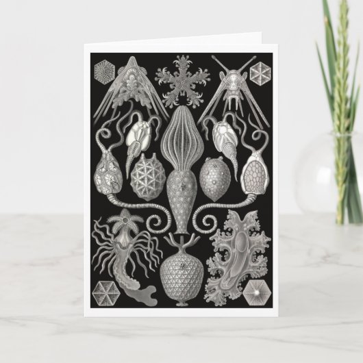 Grußkarte "Amphoridea; oder, Star-Animals" Karte (Vorderseite)