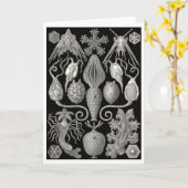 Grußkarte "Amphoridea; oder, Star-Animals" Karte (Gelbe Blume)