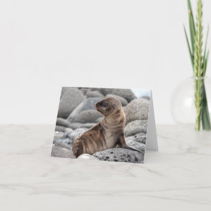 Grußkarte Baby-Seelöwe Karte