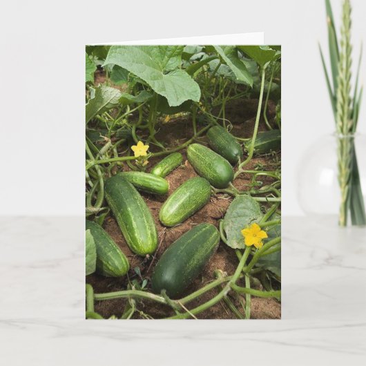 Grußkarte Cucumber Patch Karte (Vorderseite)