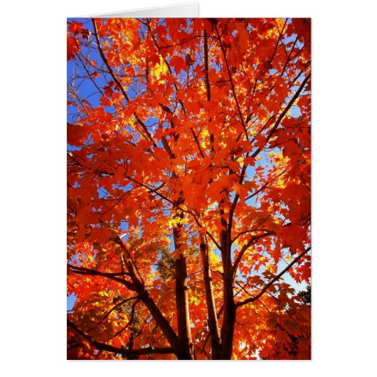 Grußkarte des Herbstes (Vorne)