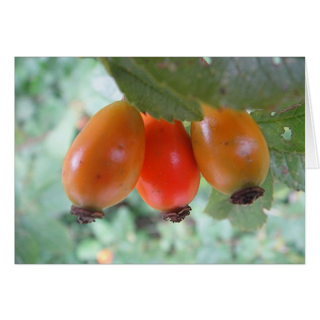 Grusskarte drei Hagebutten, blanko (Vorderseite (Horizontal))