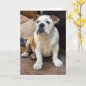 Grußkarte für Bulldog Karte (Gelbe Blume)