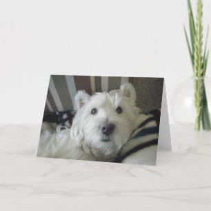 Grußkarte für das niedliche Westie-Foto Karte