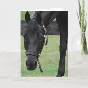 Grußkarte für das Schwarze Pferd Karte