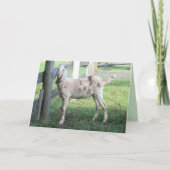 Grußkarte für eine schöne Floppy Eared Goat Karte (Vorderseite)
