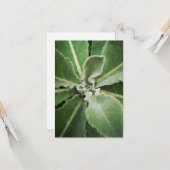 Grußkarte für grüne Blätter Karte (Vorderseite/Rückseite Beispiel)