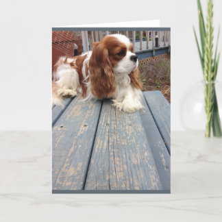 Grußkarte für Hunde Karte