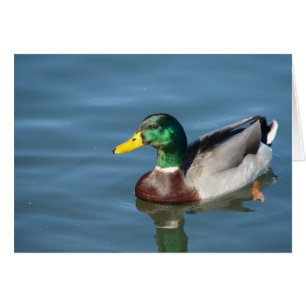 Grußkarte für Mallard Duck Jeden Anlasses