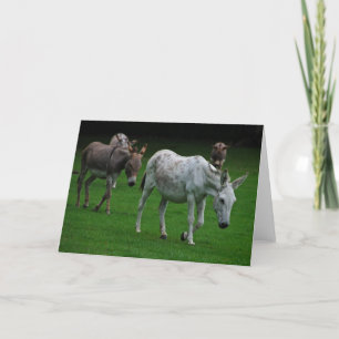 Grußkarte für Mule und Esel Karte