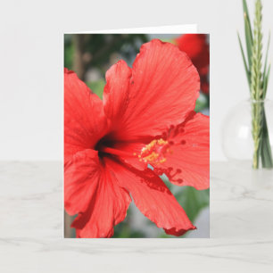 Grußkarte für Red Hibiskus Blume, Note Card Karte