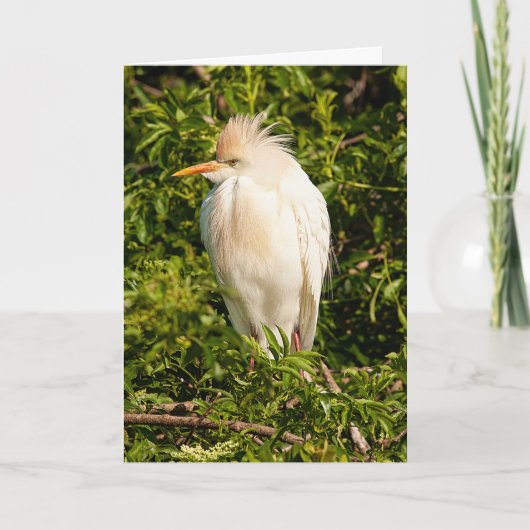 Grußkarte für Rinder Karte (Vorderseite)