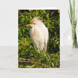 Grußkarte für Rinder Karte