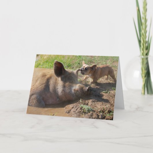 Grußkarte für Schweine Karte (Vorderseite)