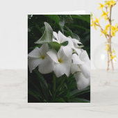 Grußkarte für weiße Blume Karte (Gelbe Blume)