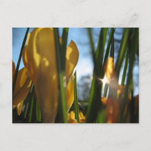 Grußkarte "Garden Sunset" Postkarte