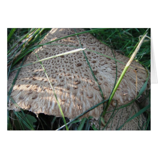 Grusskarte gemusterter Pilzhut, Decke (Vorderseite (Horizontal))