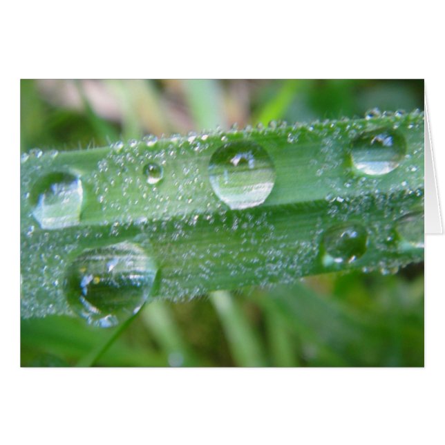 Grusskarte Grashalm mit Wassertropfen, blanko (Vorderseite (Horizontal))