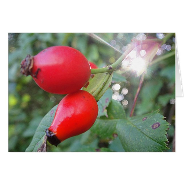 Grusskarte Hagebutte mit Sonnenstrahl, blanko (Vorderseite (Horizontal))