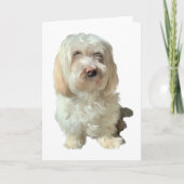 Grußkarte Havanese Hund Karte (Vorderseite)