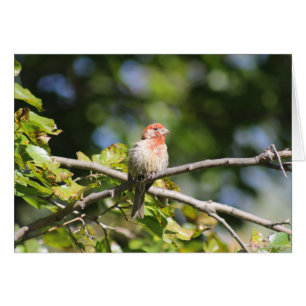 Grußkarte House Finch