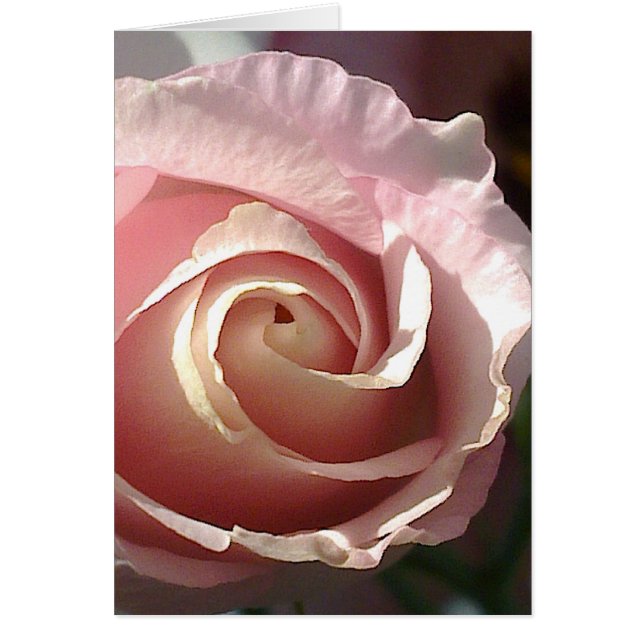 Grusskarte hübsche rosa Rose (Vorne)
