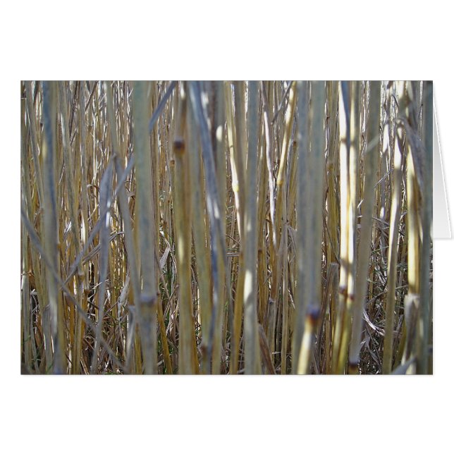 Grusskarte Kornstengel, Decke, gestaltbar (Vorderseite (Horizontal))