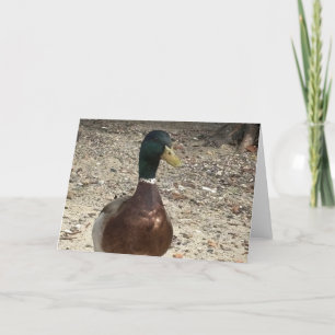 Grußkarte "Mallard Duck" Dankeskarte