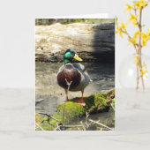 Grußkarte Mallard Duck (Woods) Karte (Gelbe Blume)