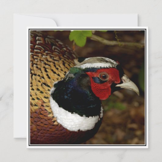 Grußkarte mit Bild eines Fasanenkopfes Karte (Vorderseite)