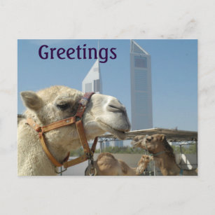 Grußkarte mit Camels in Dubai Postkarte